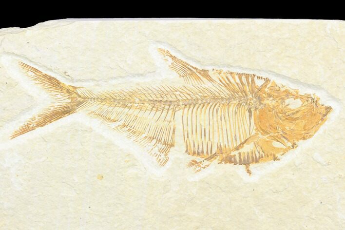 Fossil Fish (Diplomystus) - Green River Formation #126464